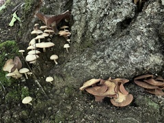 Psathyrella conissans