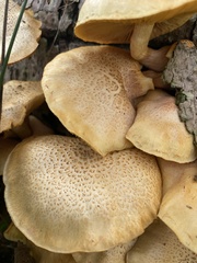 Gymnopilus lepidotus