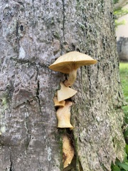 Gymnopilus lepidotus