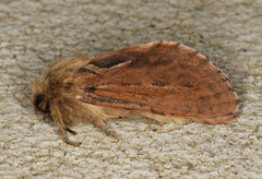 Oncopera fasciculatus