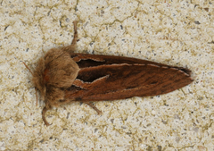 Oncopera fasciculatus