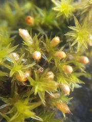 Orthotrichum stramineum