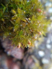 Orthotrichum stramineum