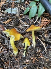 Hygrocybe