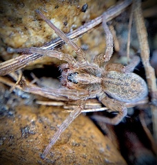 Trochosa ruricola