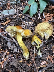 Hygrocybe