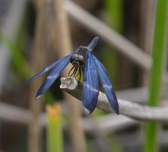 Zenithoptera lanei