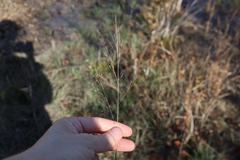 Panicum flexile