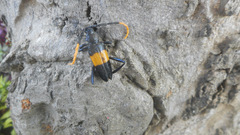 Pachyteria dimidiata