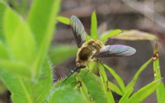 Bombylius mexicanus