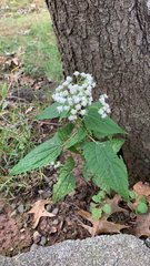 Ageratina altissima