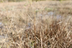 Panicum flexile