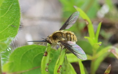Bombylius mexicanus