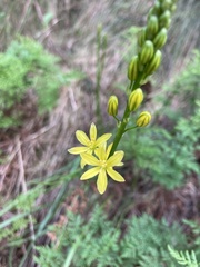 Bulbine glauca