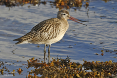 Limosa lapponica lapponica
