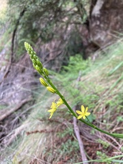Bulbine glauca