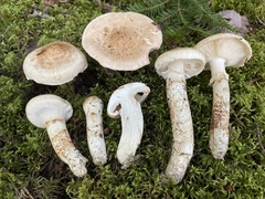 Tricholoma dulciolens