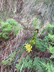 Bulbine glauca