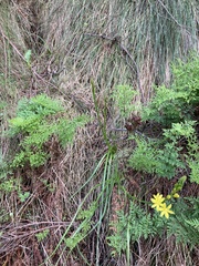 Bulbine glauca