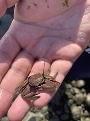 Petrolisthes tuberculosus