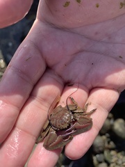Petrolisthes tuberculosus