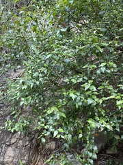 Halleria lucida
