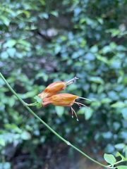 Halleria lucida
