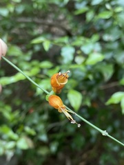 Halleria lucida