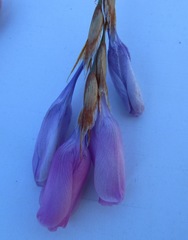 Dierama cooperi