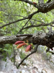 Halleria lucida