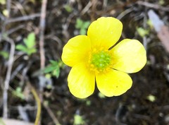 Ranunculus pachycarpus