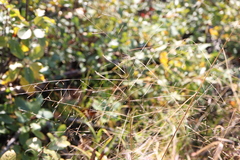 Panicum philadelphicum