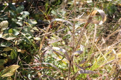 Panicum philadelphicum