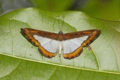 Nymphidium caricae