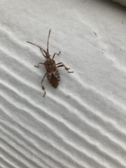 Leptoglossus occidentalis