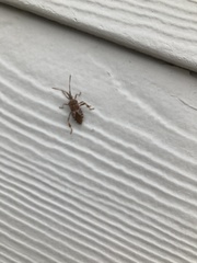 Leptoglossus occidentalis