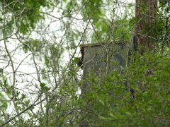 Megascops asio mccallii