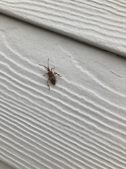 Leptoglossus occidentalis