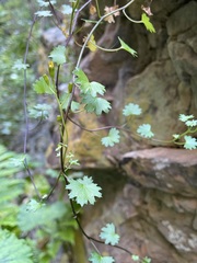 Cineraria saxifraga