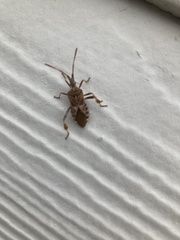 Leptoglossus occidentalis