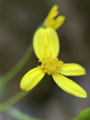 Cineraria saxifraga