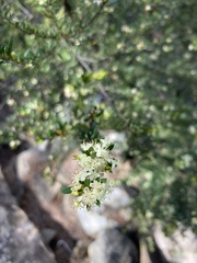 Micrantheum hexandrum