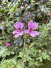 Pelargonium