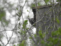 Megascops asio mccallii