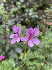 Pelargonium