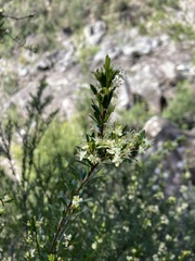 Micrantheum hexandrum