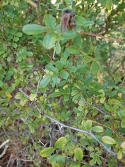 Rosa bracteata