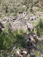 Micrantheum hexandrum