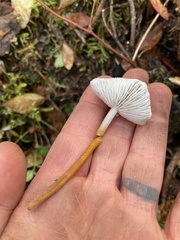 Strobilurus albipilatus