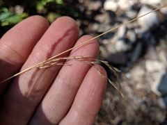 Deschampsia elongata